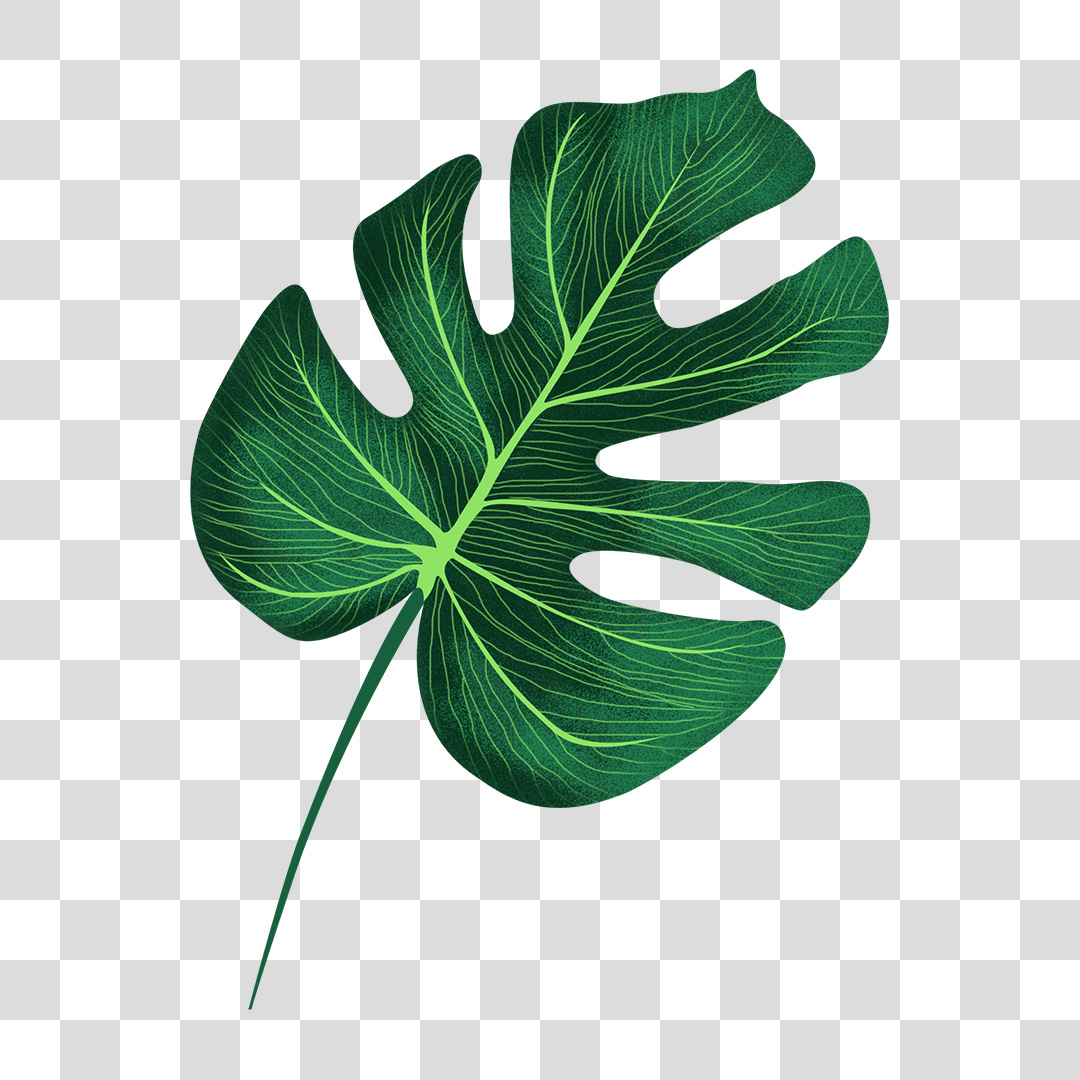 Plant Leaf PNG Transparent No Background