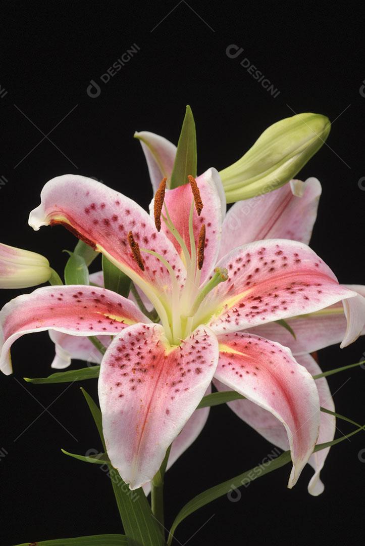 Flor de Amaryllis Em Fundo Preto Plantas Imagem JPG [download] - Designi