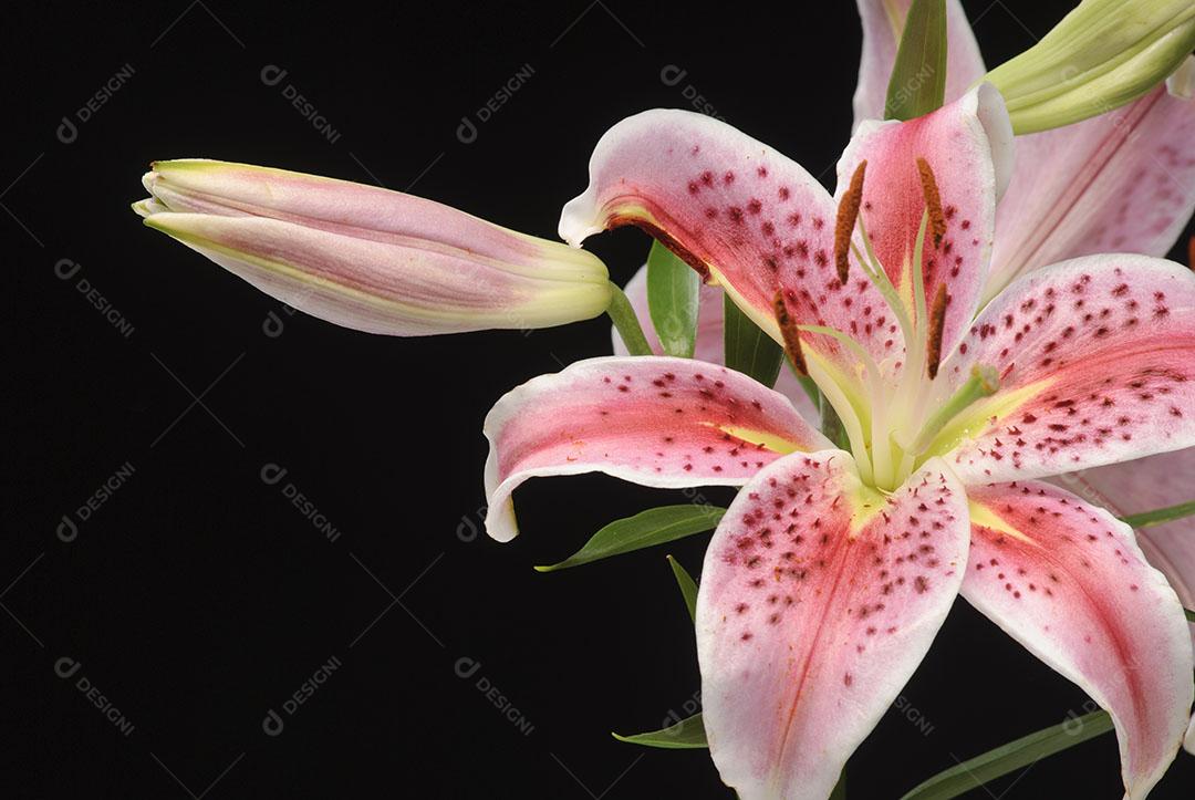 Flor de Amaryllis Em Fundo Preto Plantas Imagem JPG [download] - Designi