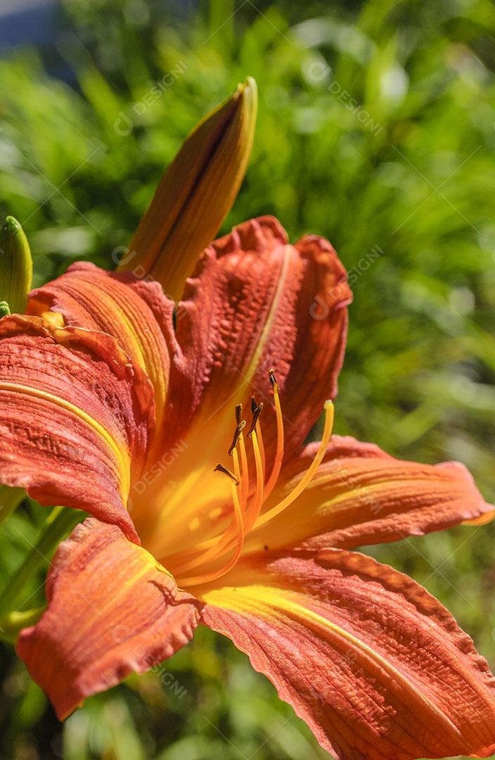 Amaryllis Flower Background with Plants Image JPG