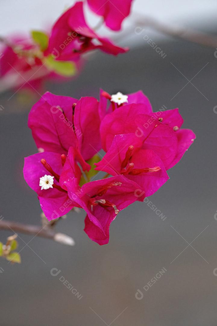 Flores de plantas ornamentais da espécie Bougainvillea glabra [download] -  Designi