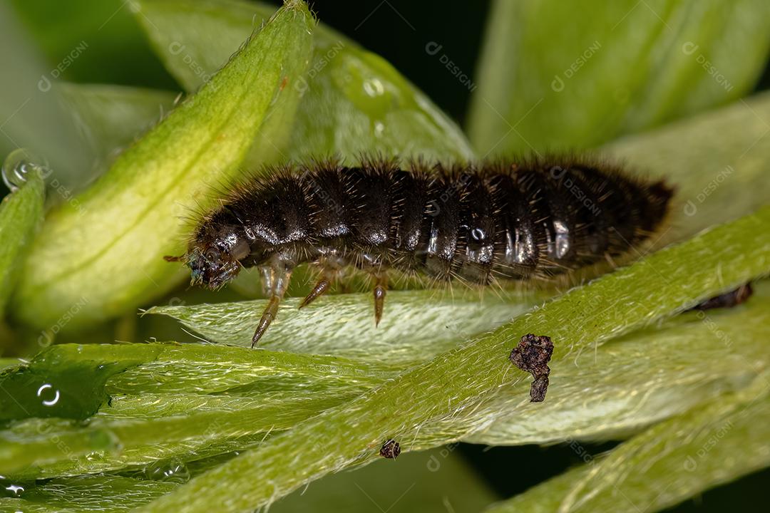 larvas de besouro escuro