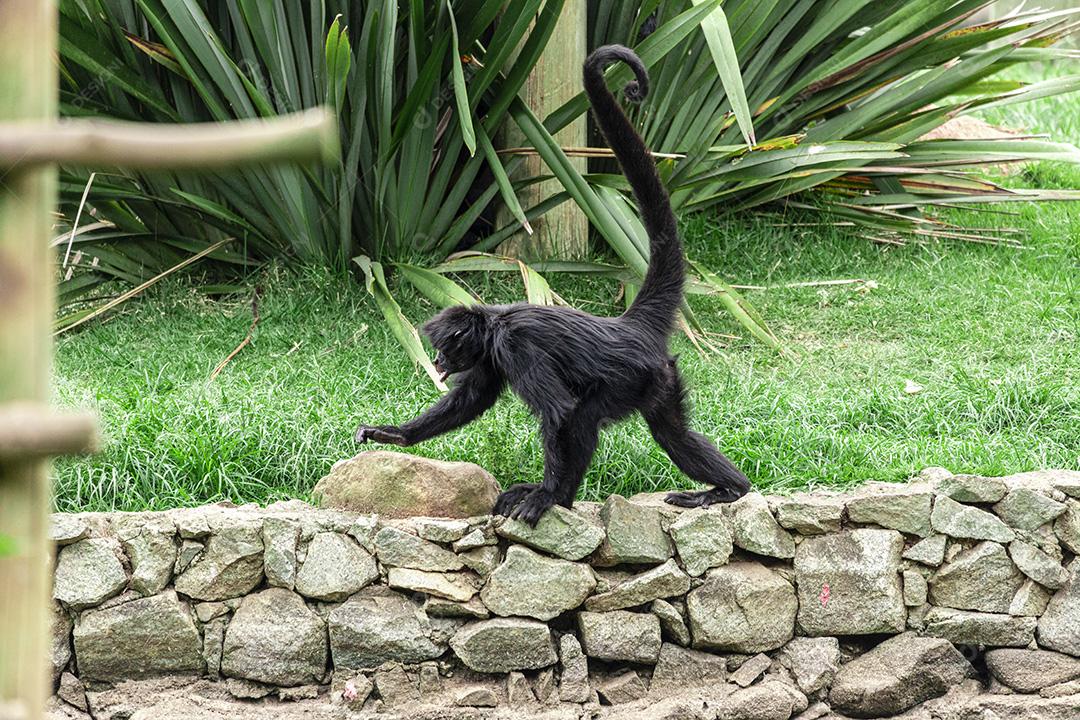 Monkey walking on ropes in zoo park Image JPG