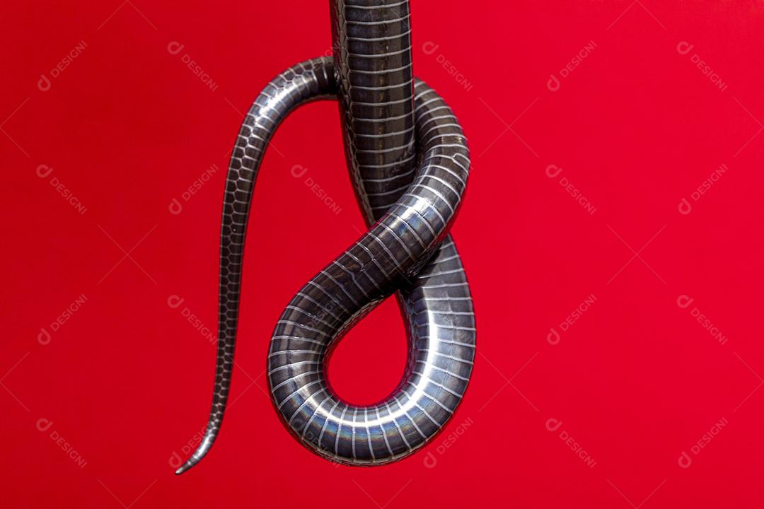 Cobra PNG Images, Vetores E Arquivos PSD