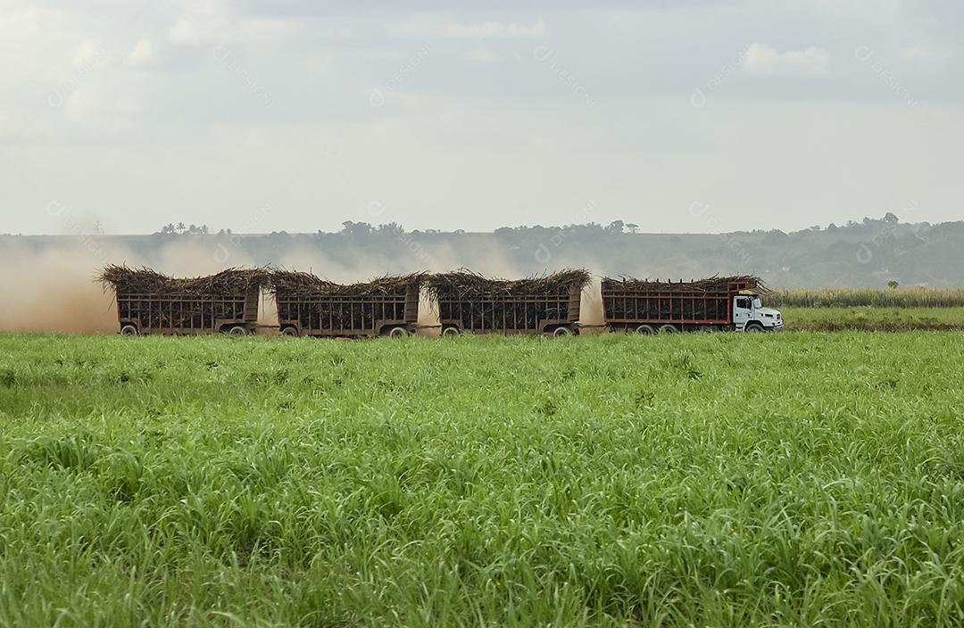 Truck loaded with sugar cane in the cane field in Cruz do Espírito Santo, Paraíba