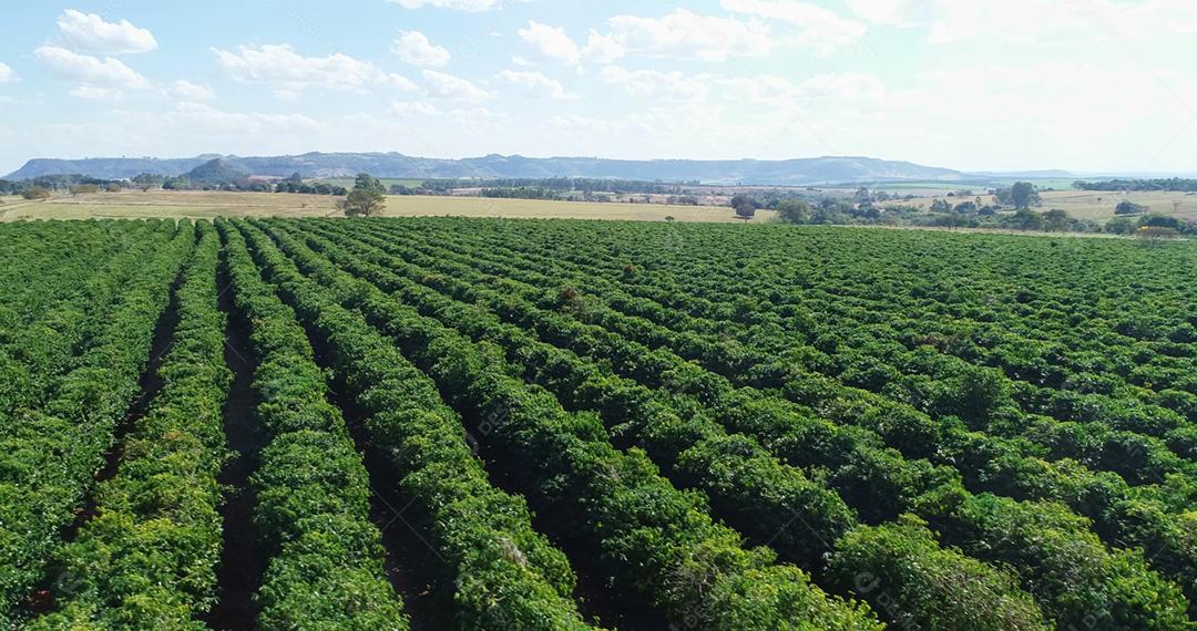 Fazenda de café. Plantação de café vista de cima. Grande fazenda