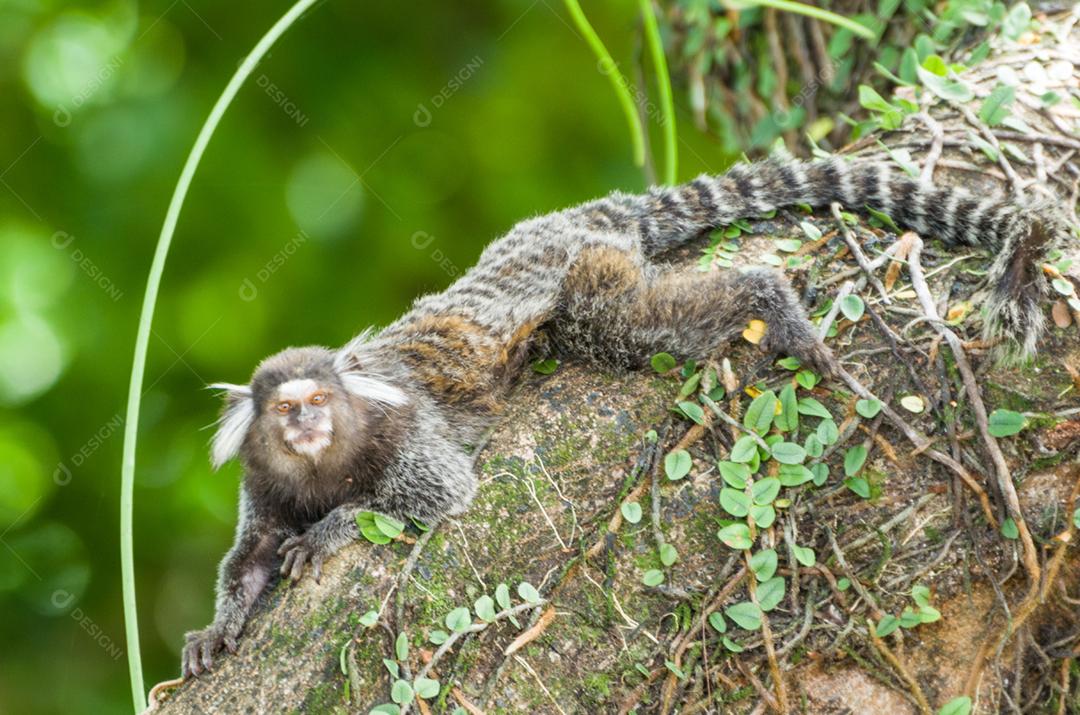 Lindo macaco sagui (Callithrix jacchus) encontrado em grandes quantidades  na cidade de Salvador no Brasil [download] - Designi