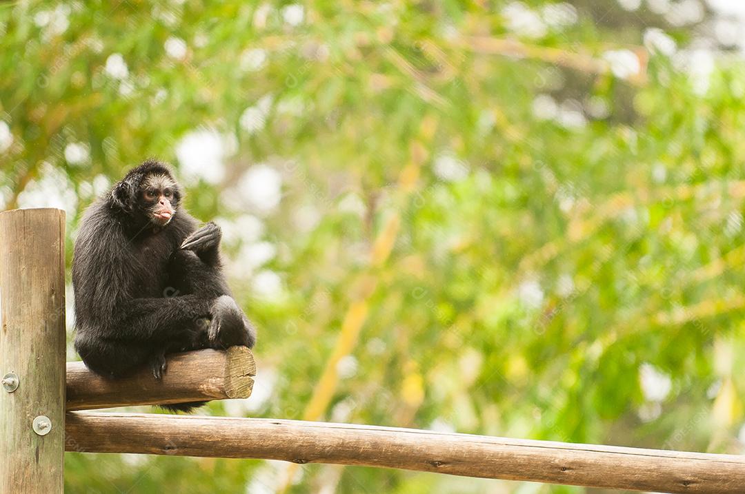 Macaco-aranha-da-colômbia