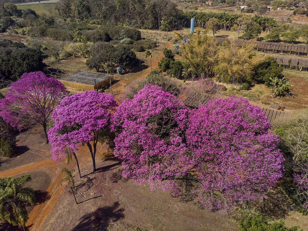 Árvore de Ipê roxo