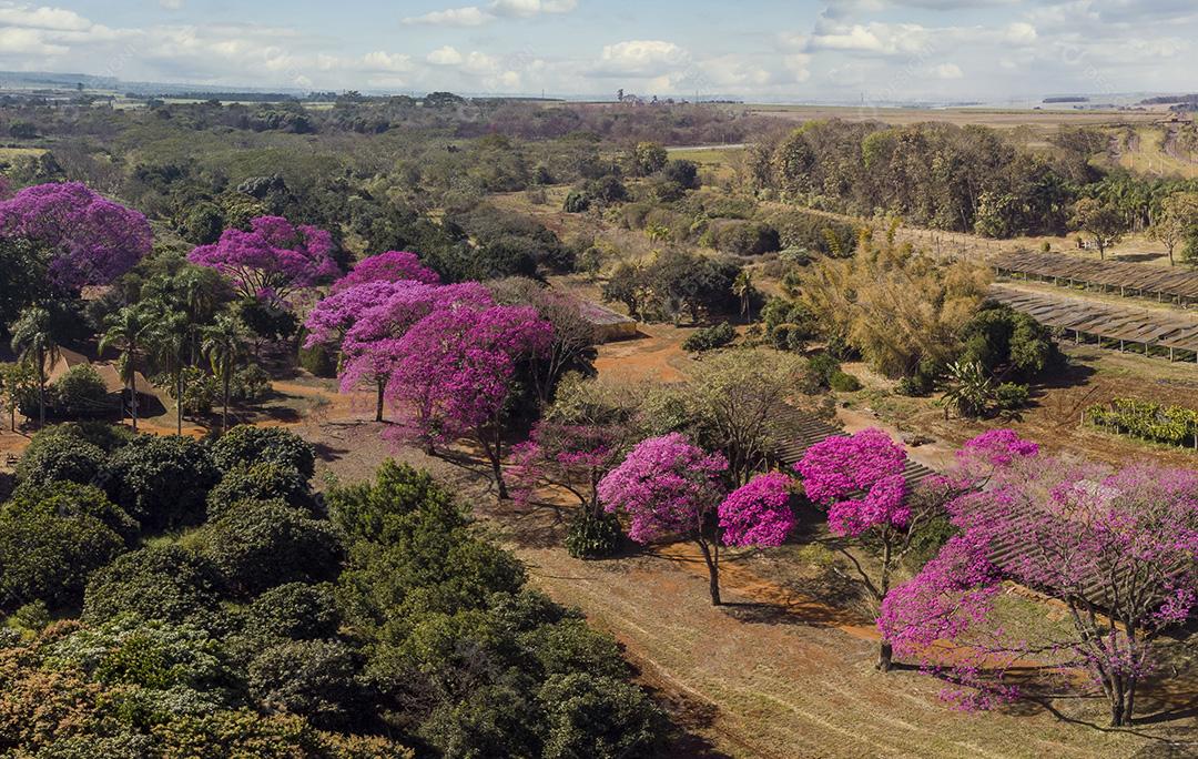 Árvore de Ipê roxo