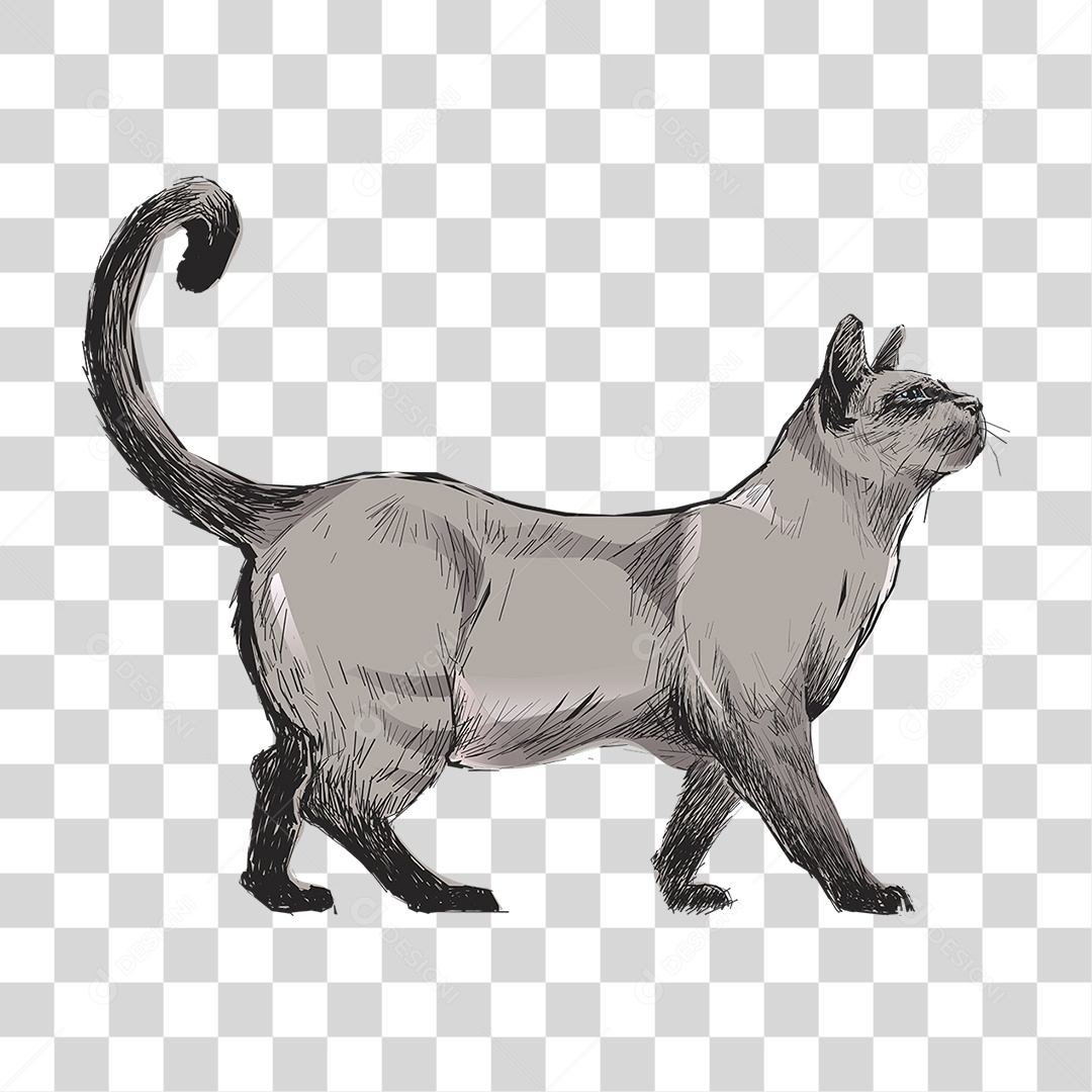 Desenho Gato PNG - Baixe Grátis Gato PNG em alta resolução