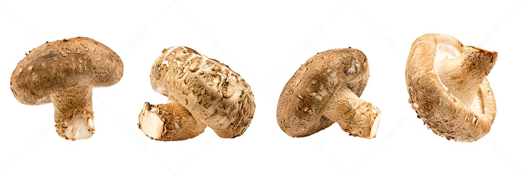 Fresh Shiitake Mushroom isolated on white background with clipping path and full depth of field.