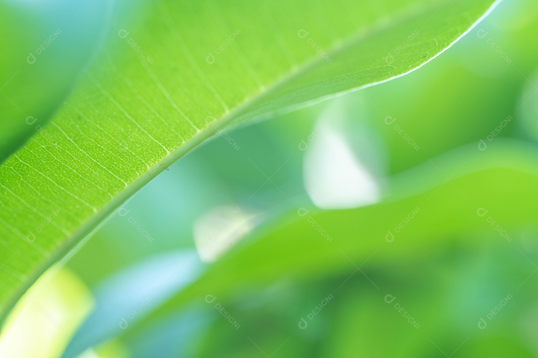 Nature view of green leaf on background of blurred greenery in garden with copy space using natural landscape of green plants as background, ecology, fresh wallpaper