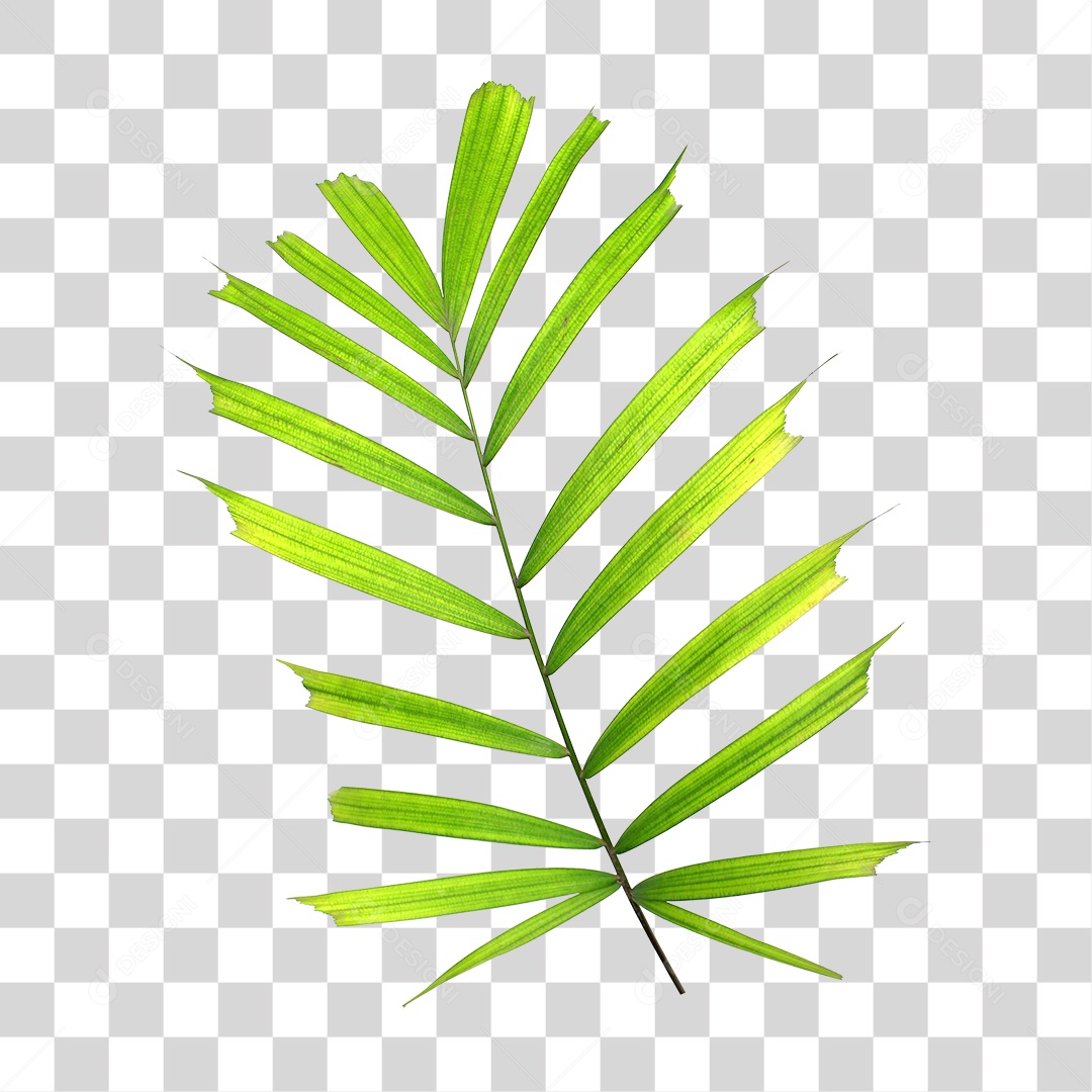 Folha De Palmeira Verde PNG Transparente Download Designi