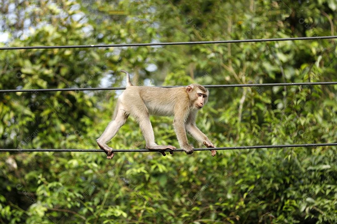 Macaco-prego tufado em cima de galho seco em floresta [download] - Designi