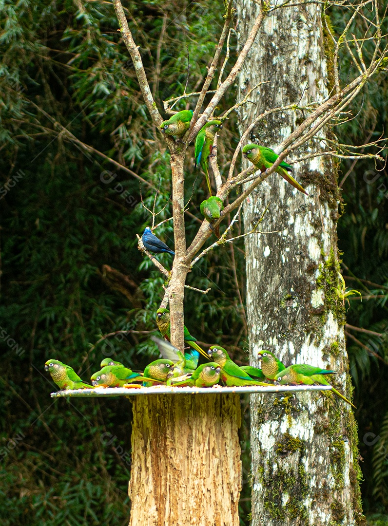 Grupo De Pyrrhura Alimentando Se De Frutas E Milho Esmagado Em Uma Casa De Pássaros Download 7701