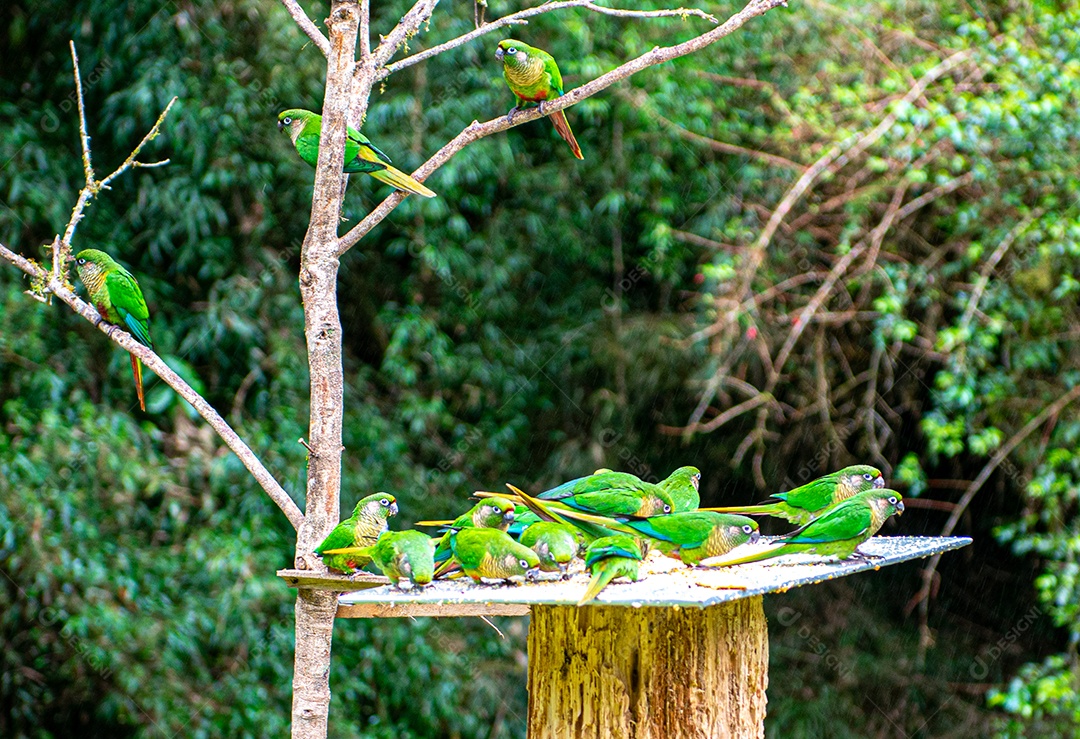 Grupo De Pyrrhura Alimentando Se De Frutas E Milho Esmagado Em Uma Casa De Pássaros Download 5045