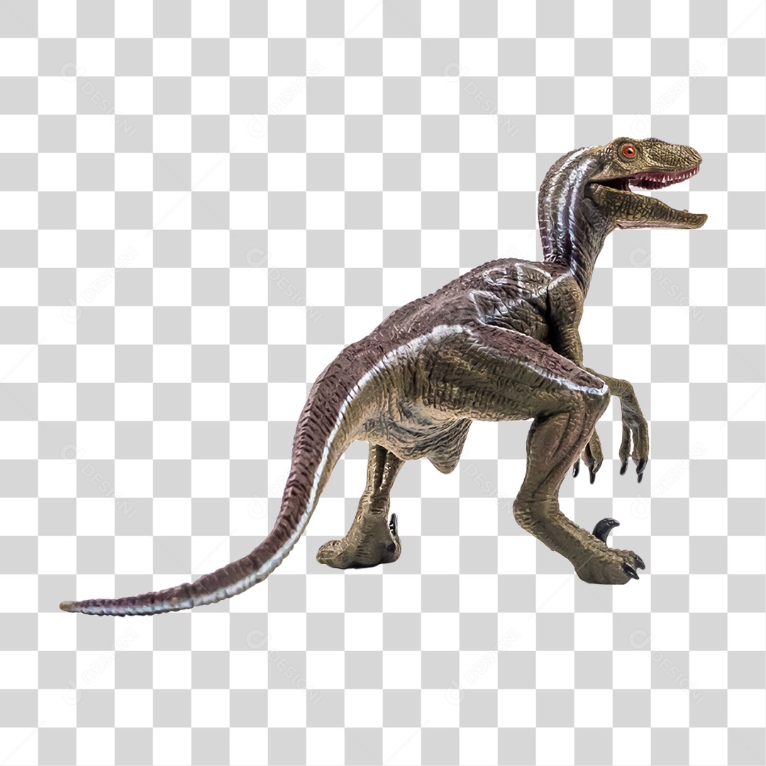 Dinossauro Velociraptor / Esqueleto de corpo inteiro / Desenho