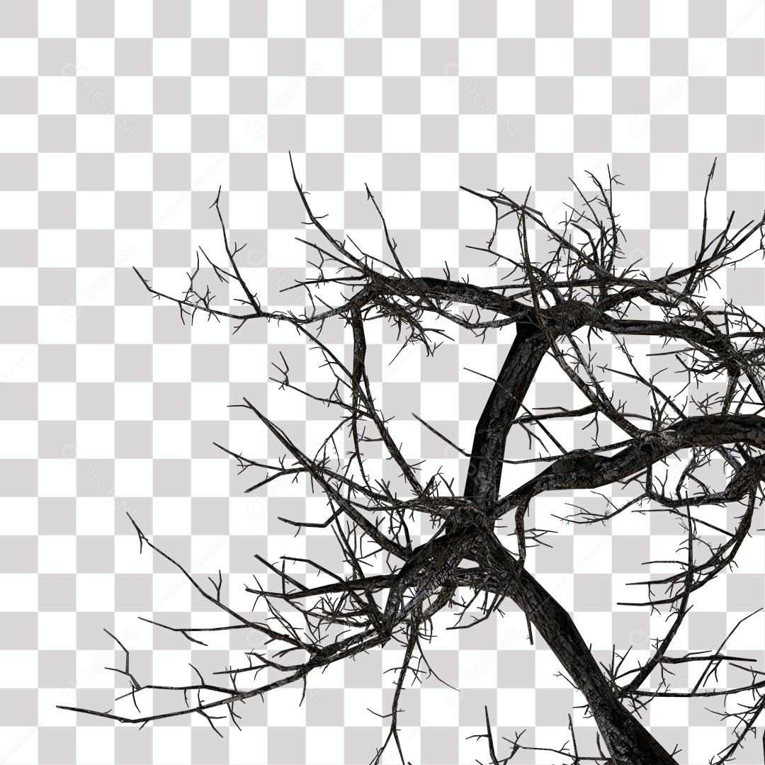 Dry Branch of Tree without Leaves PNG Transparent