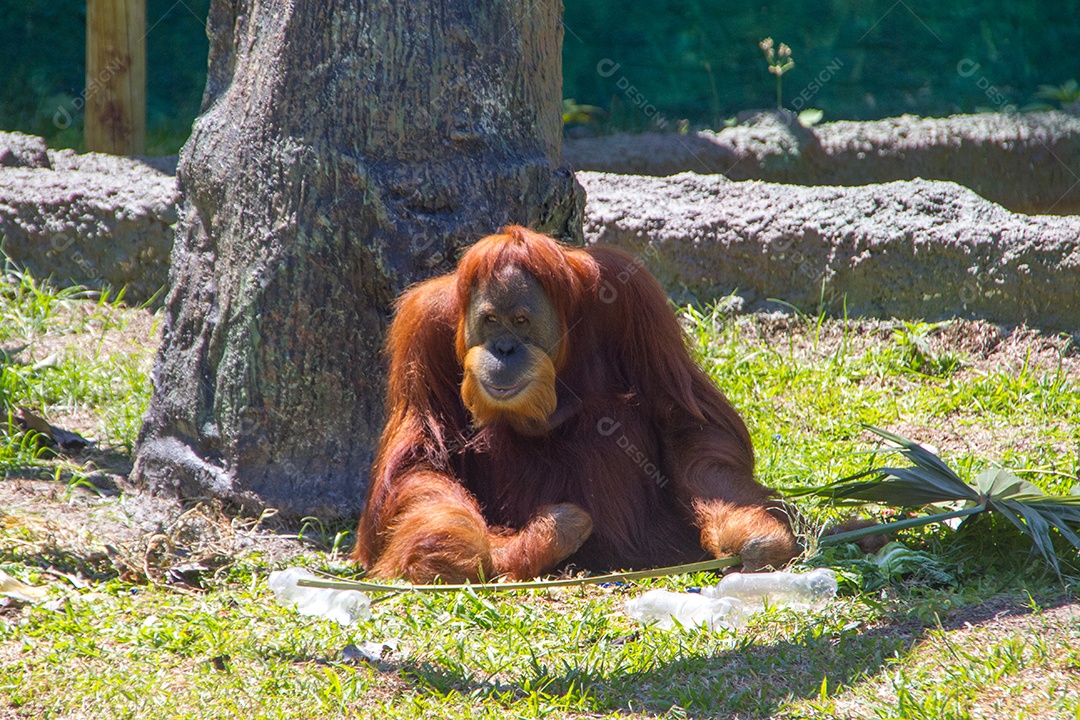 Macaco-prego tufado em cima de galho seco em floresta [download] - Designi