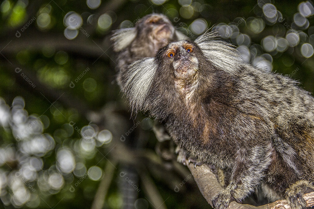 Lindo macaco sagui (Callithrix jacchus) encontrado em grandes quantidades  na cidade de Salvador no Brasil [download] - Designi