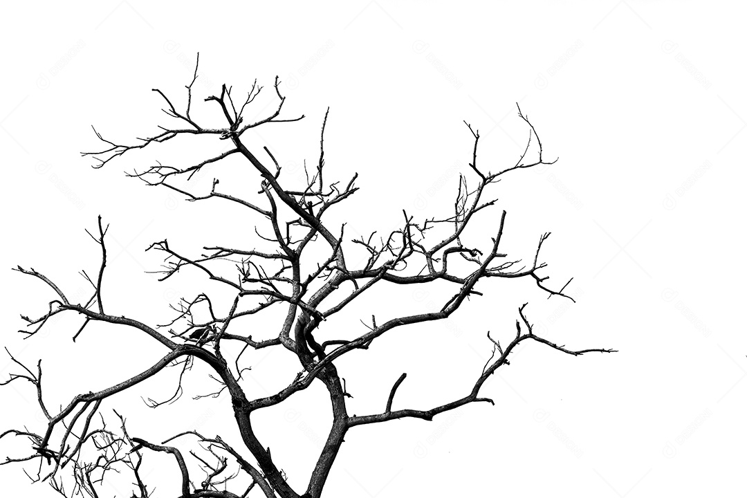 Silhueta de árvore morta e galho isolado no fundo branco download Designi