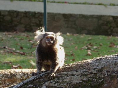 Macaco-prego tufado em cima de galho seco em floresta [download] - Designi