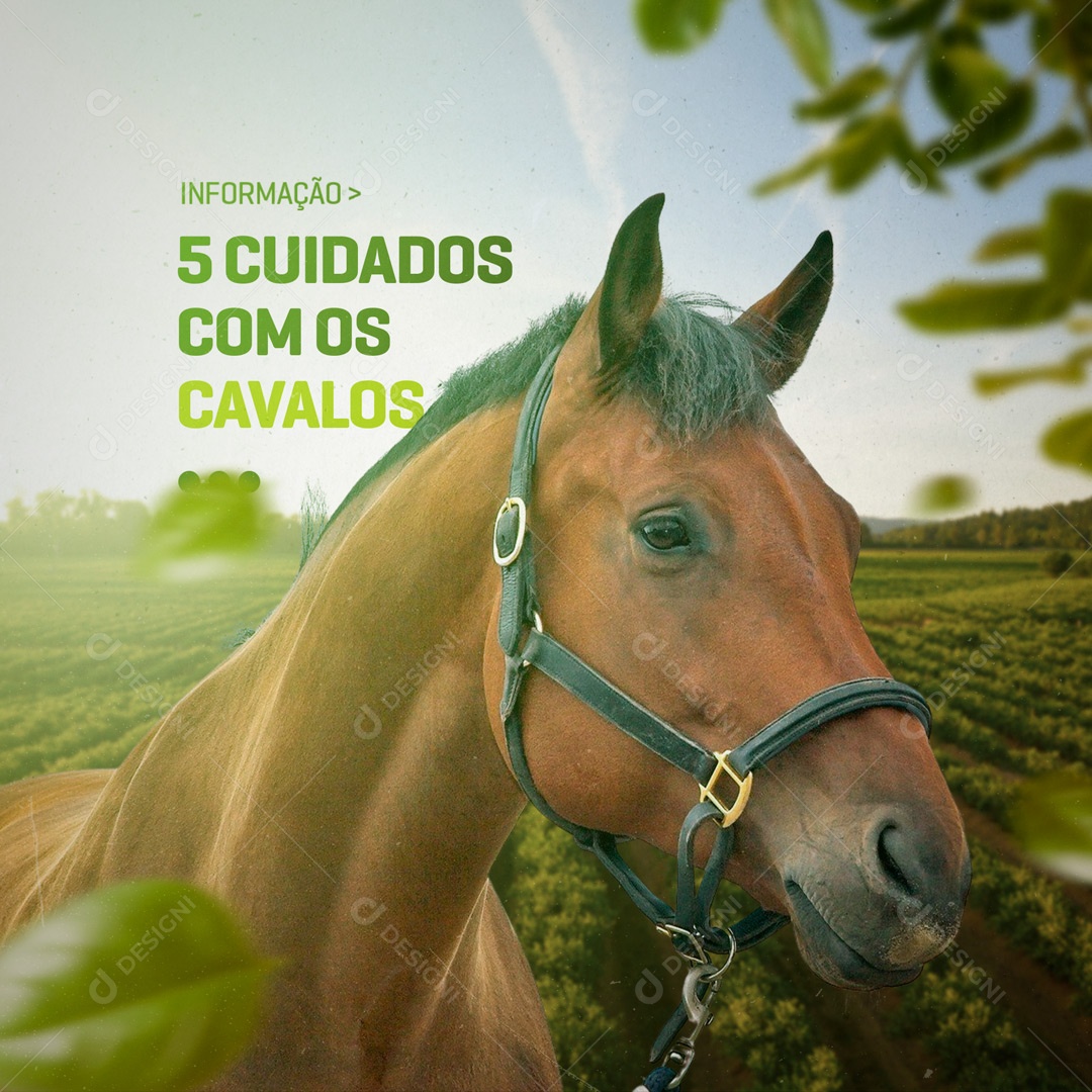 Social Media Agro 5 Cuidados com o Cavalo PSD Editável