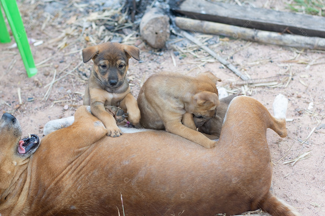 Dog turns stray with puppies loose