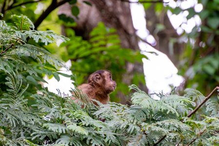 Macaco-prego tufado em cima de galho seco em floresta [download] - Designi