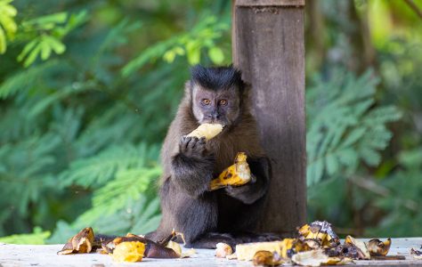 Macaco-prego tufado em cima de galho seco em floresta [download] - Designi