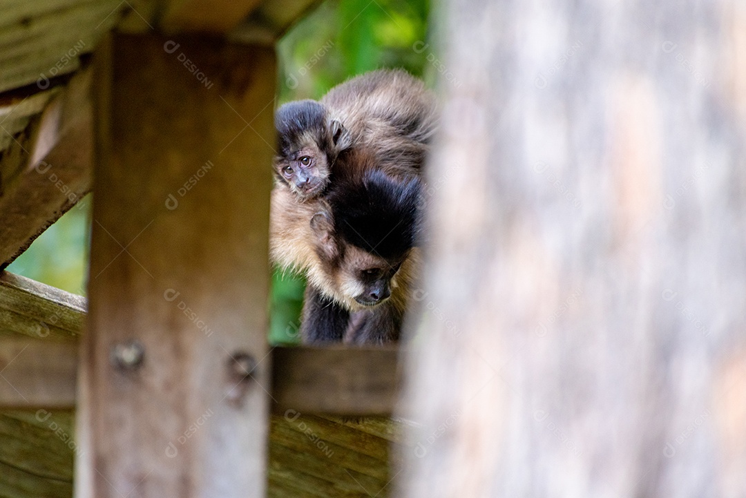 Baixar Vetor De Design De Camiseta De Macaco Fofo