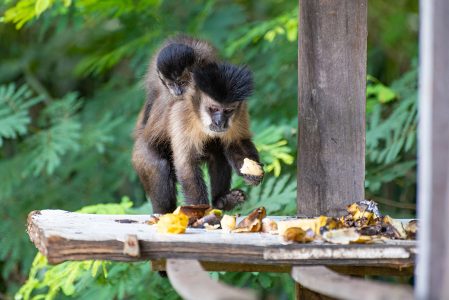 Macaco-prego tufado em cima de galho seco em floresta [download] - Designi