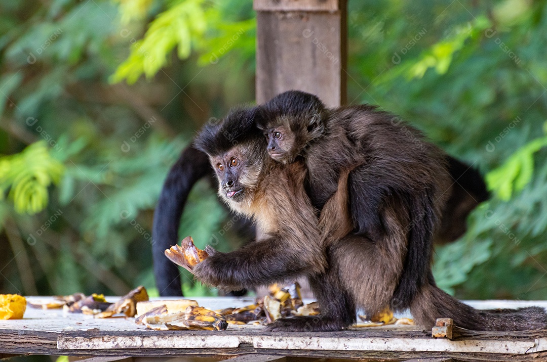 Macaco-prego na zona rural do Brasil [download] - Designi