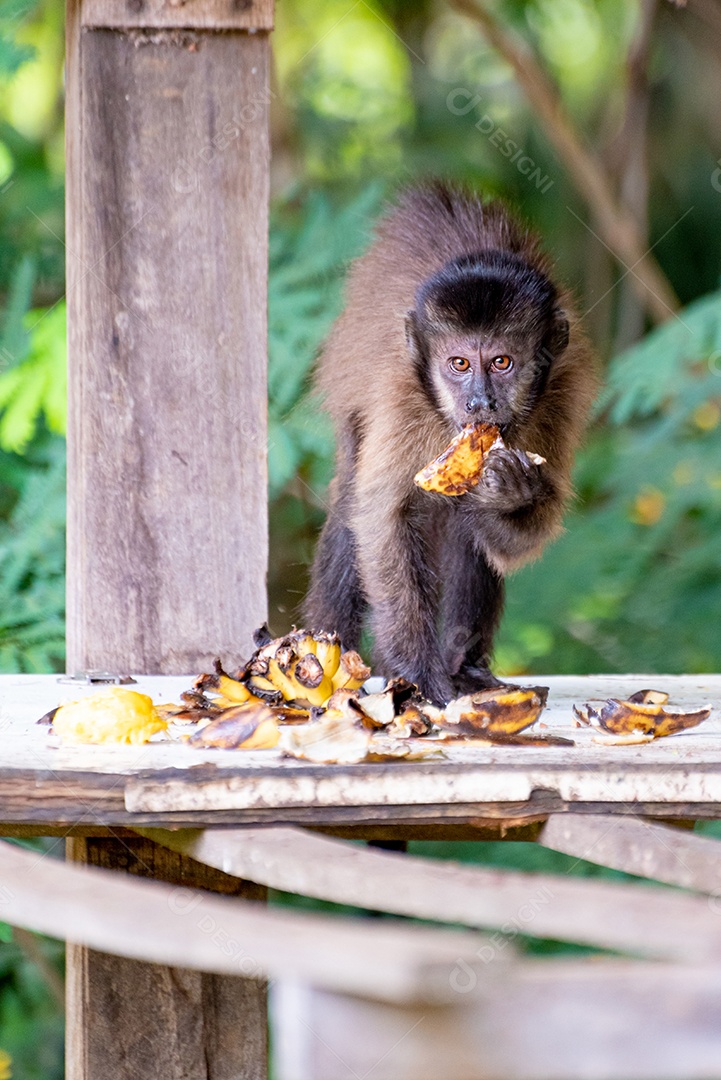 Macaco-prego na zona rural do Brasil [download] - Designi