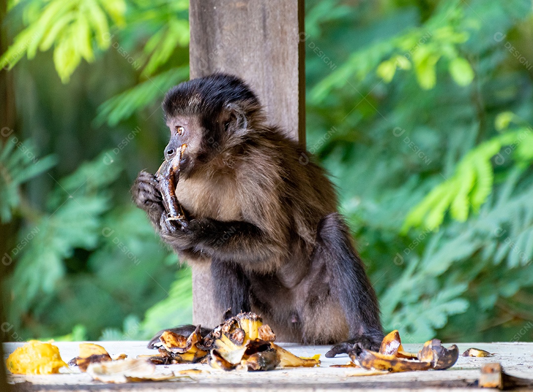 Macaco-prego na zona rural do Brasil [download] - Designi