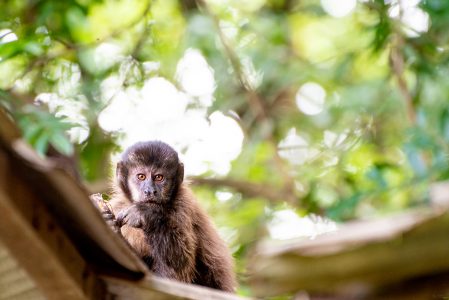 Macaco-prego tufado em cima de galho seco em floresta [download] - Designi