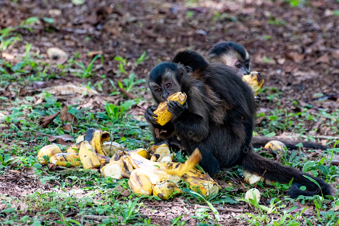 Lindo macaco sagui (Callithrix jacchus) encontrado em grandes quantidades  na cidade de Salvador no Brasil [download] - Designi