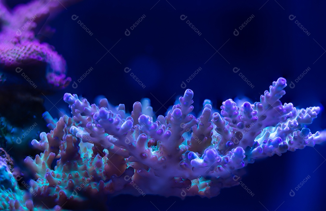 Coral Acropora PNG Images & PSDs for Download
