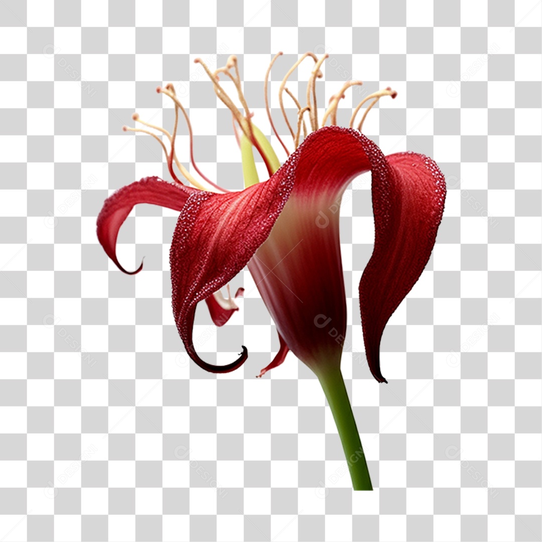 Beautiful Transparent PNG Flowers