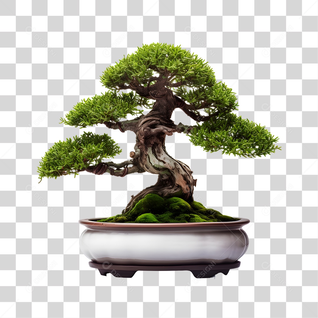 Bonsai PNG Transparente