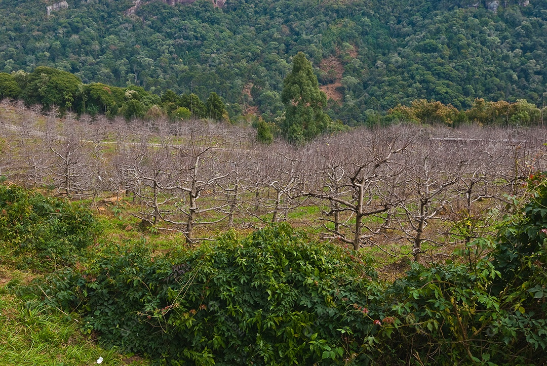 Árvores secas