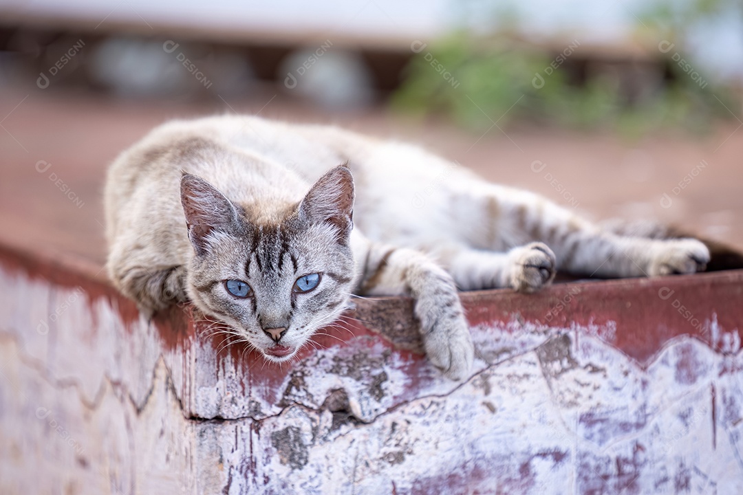 Gato escocês dobrado que se agachou no chão [download] - Designi