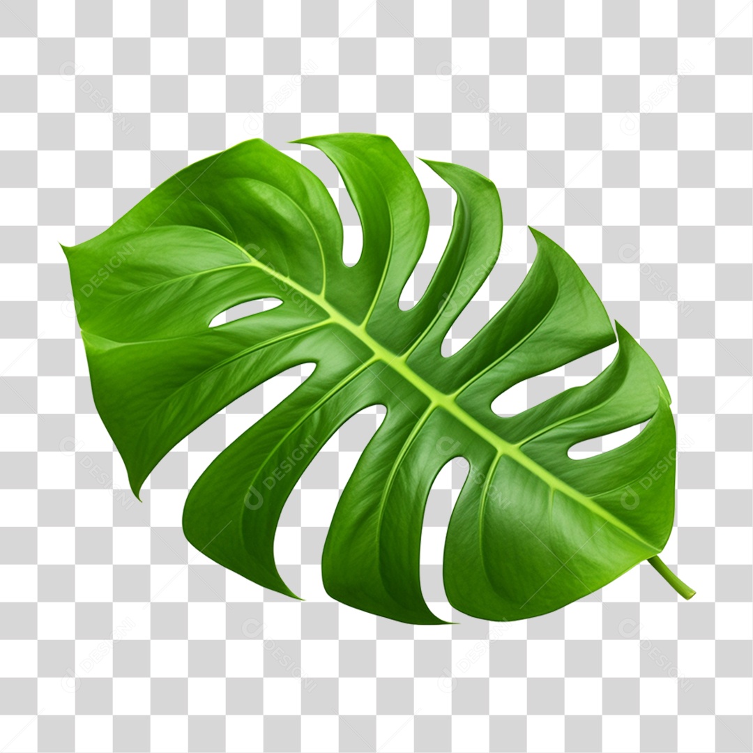 Folha de Monstera PNG Transparente