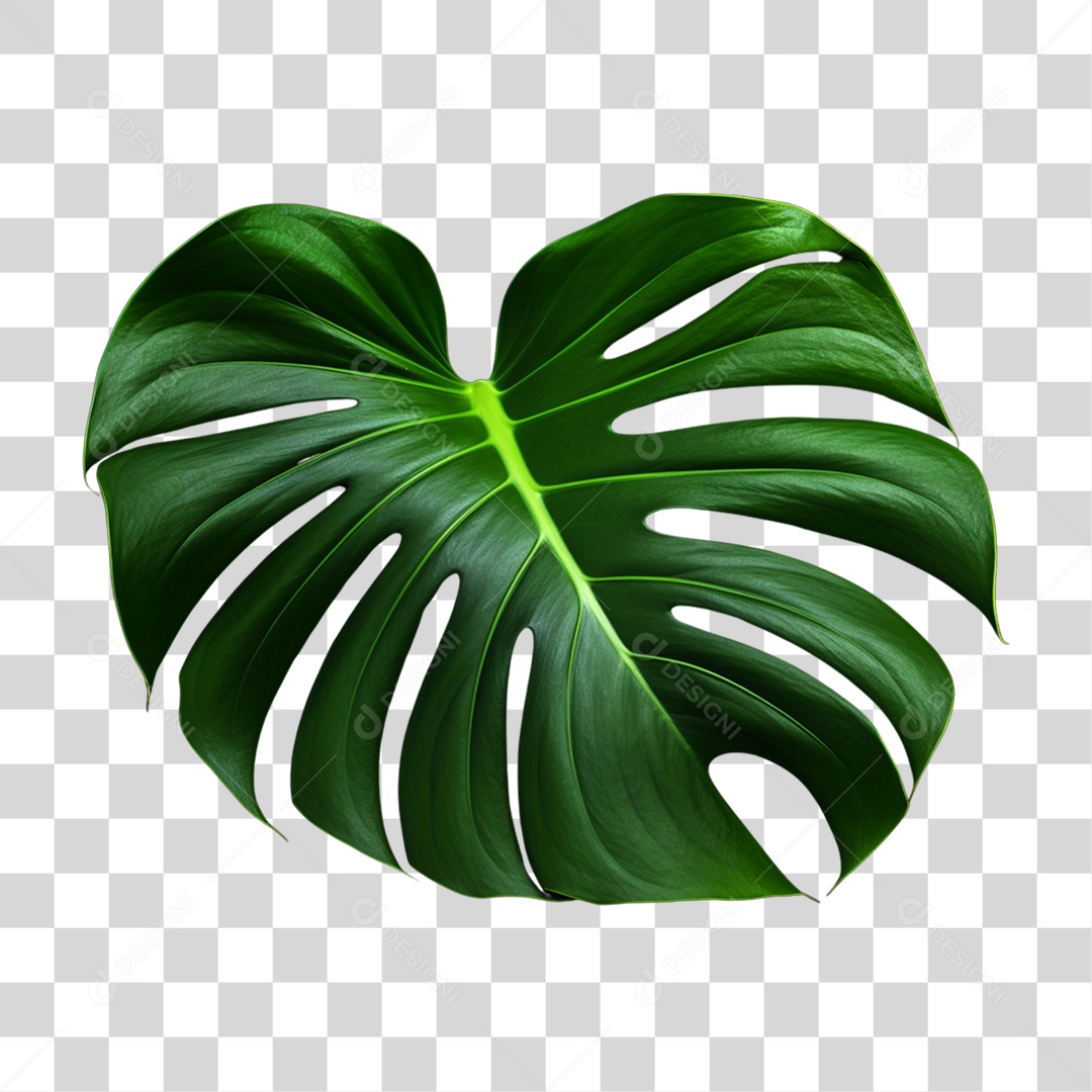 Folha de Monstera PNG Transparente