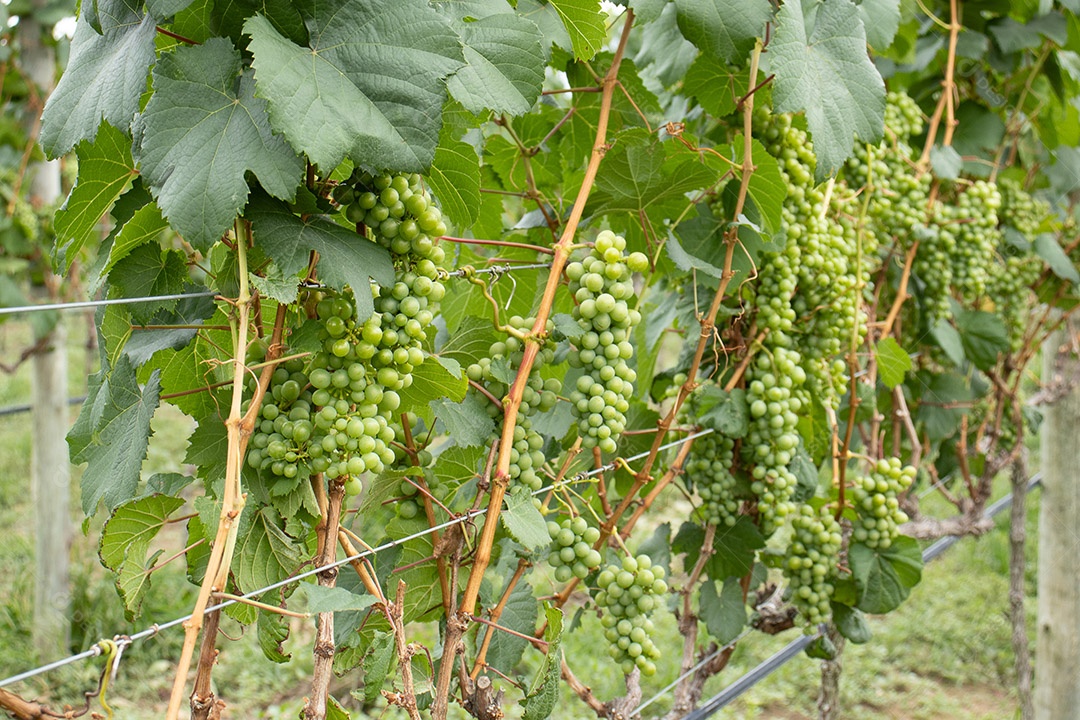 Cachos de uvas verdes em plantação