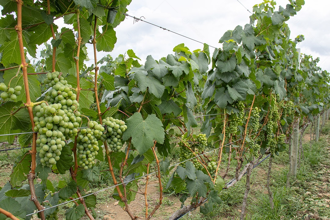 Plantação de vinhedo