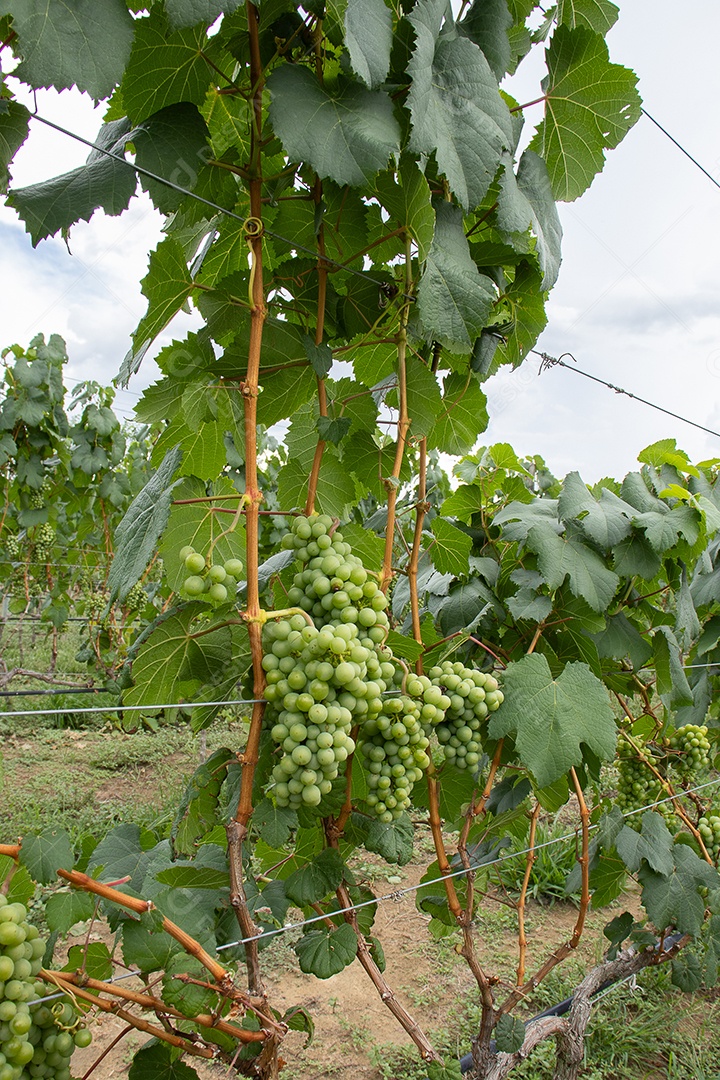 Vários cachos de uvas verdes na vinha