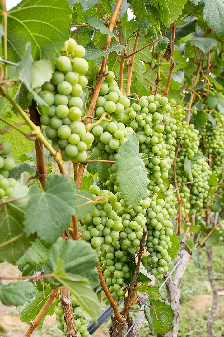 Vários cachos de uvas verdes em plantação