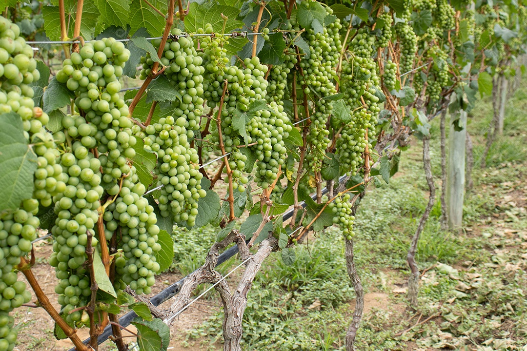 Plantação com cachos de uvas verdes